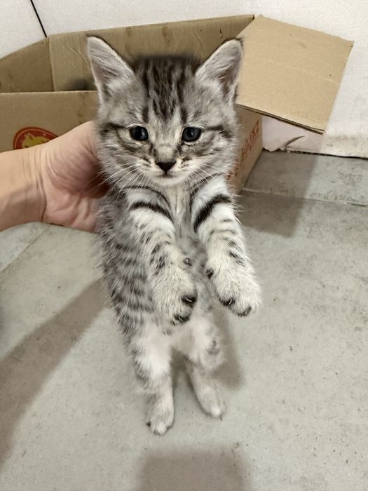 Отдам котят в добрые руки