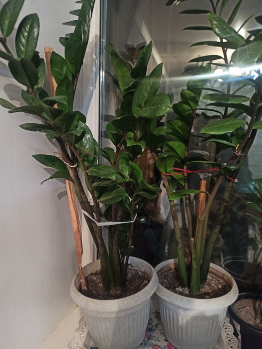 Продам денежные цветы