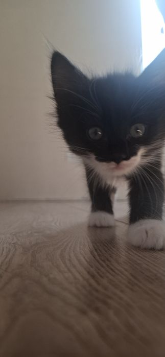 Бесплатно Отдам котят в добрые руки