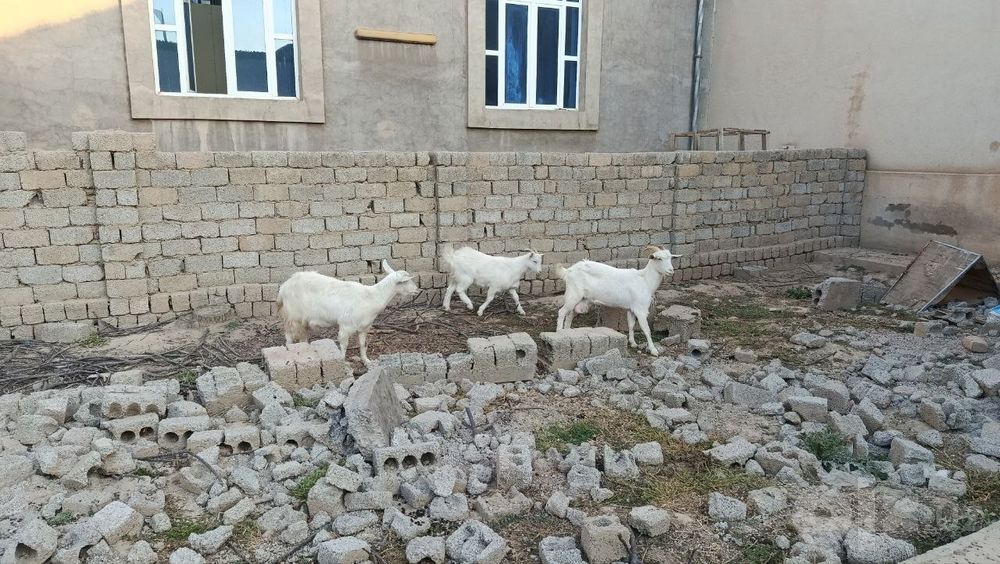 Zanin echkilar qornida bolasi bor
