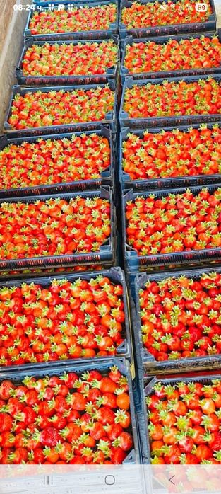 Продавам расад ягоди и малини