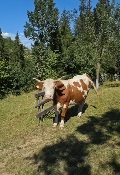 Vacă bălțată romaneasca