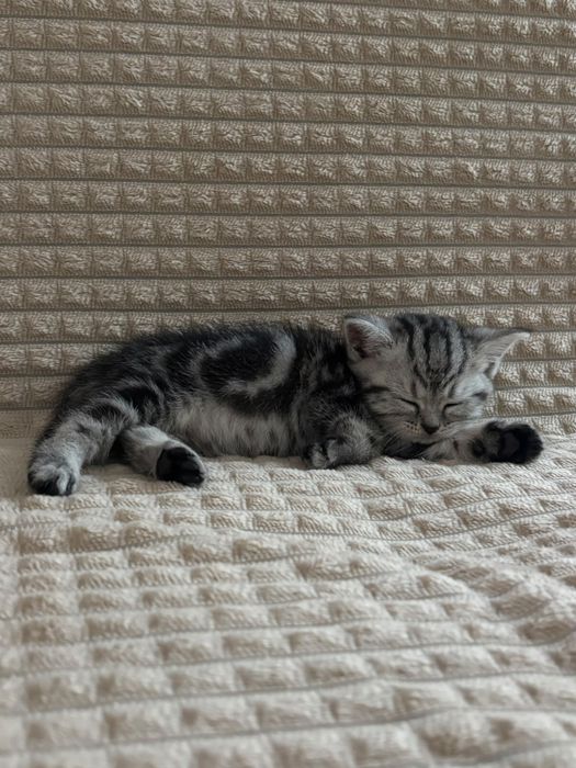 Серебристый котенок-девочка