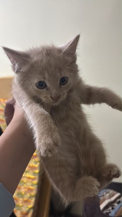 Кошка в хорошие руки