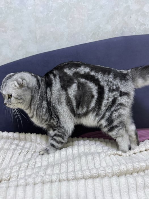 Вязка с вислоухим британским котом