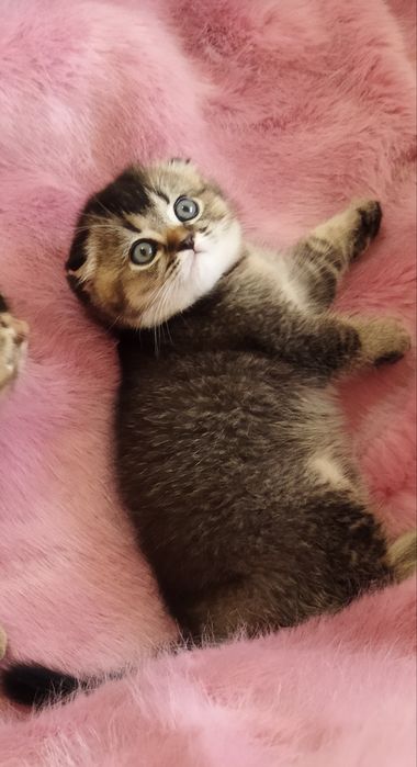 Шотландский котёнок.