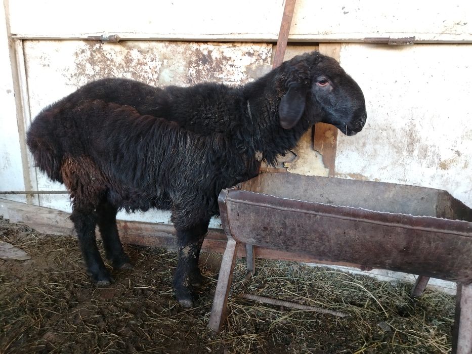 Qo'chqor qo'zi sotiladi