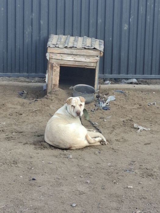 Отдам бесплатно в хорошие руки.