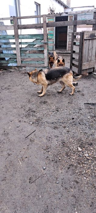 Щенки немецкой овчарки