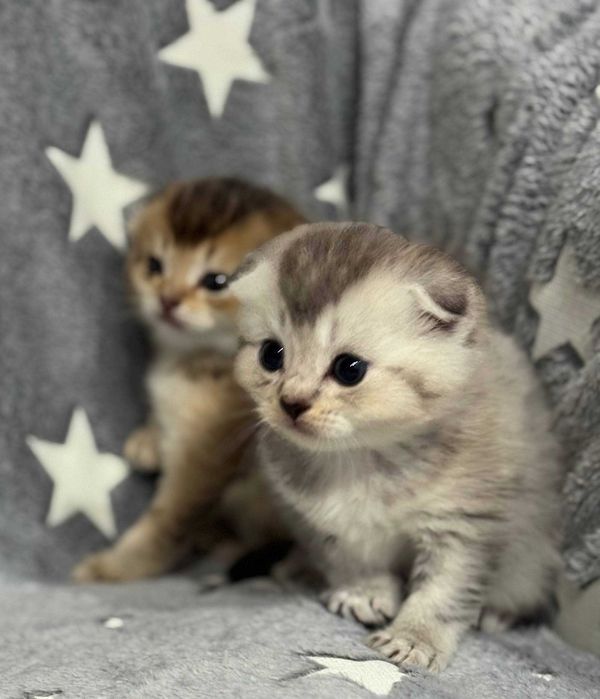 шиншиллы шикарные малыши