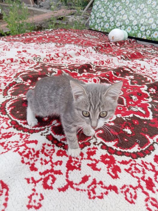 Котенок бесплатно