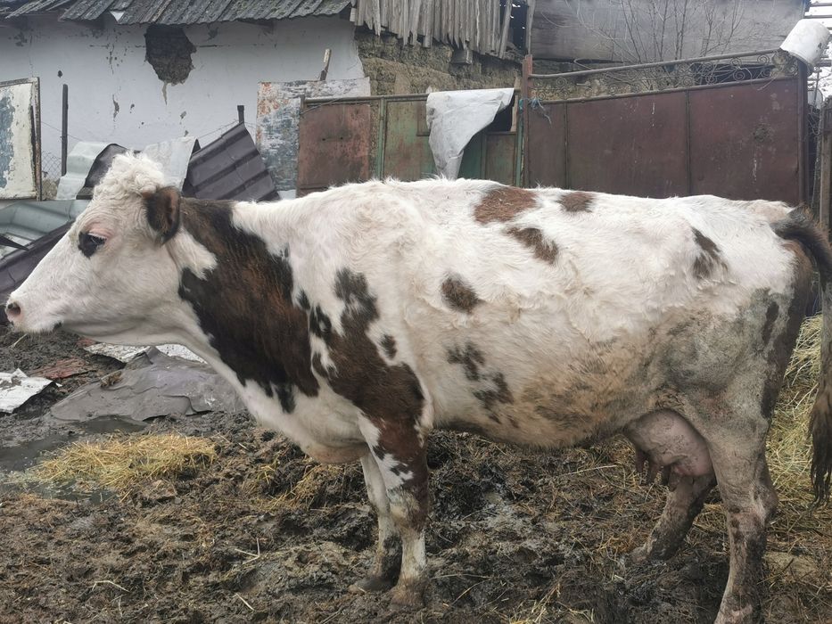 Juninca vaca viteaua