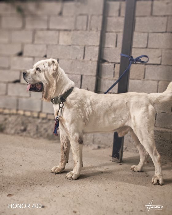 Төбет сатылады  супер тяж.