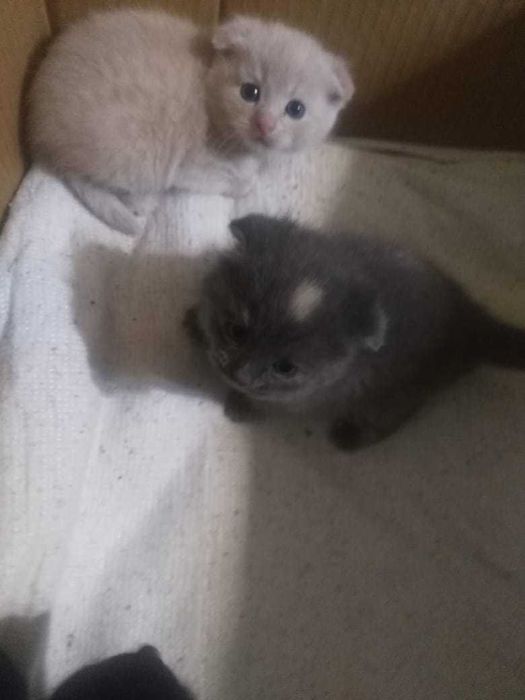 Котенок. Вислоухие котята девочки