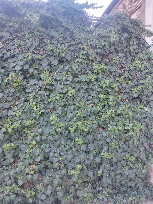 Растение Плюш вечнозеленный