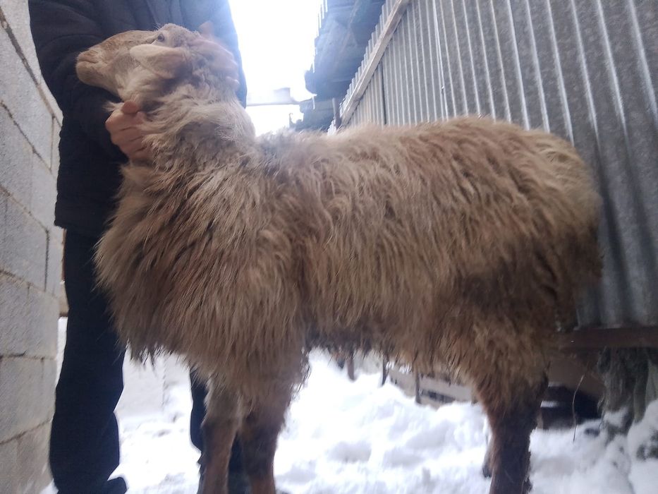 Кошкар сатылады бағасы келісімді