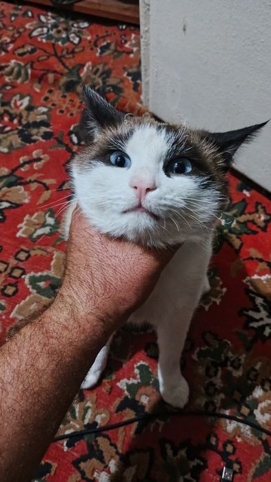 Narxi limon narxi limon