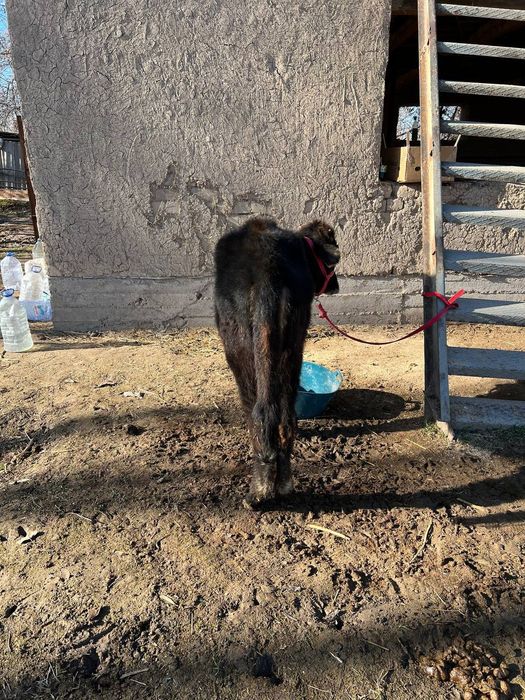 Гуножун соглом йеб ичиши зур