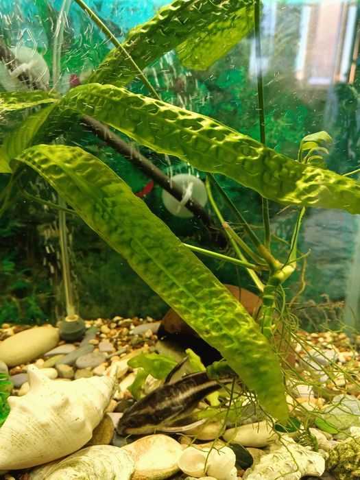 Продам аквариумного сомика