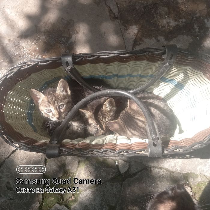 Котята домашние в добрые руки.