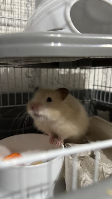 Хомяк в ответственые руки