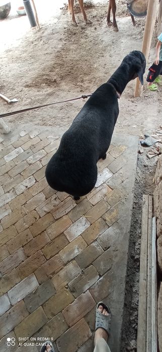 Кочкор зотдор сифатли