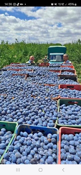 Prune de țuică de calitate – Recoltă proaspătă