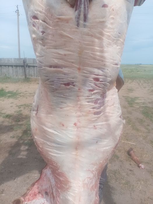 Продам тай молодняк