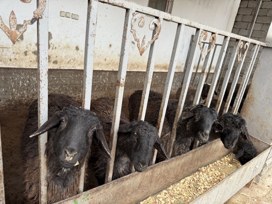 Қой сатамын. Қозылы қойда бар