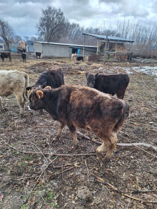 12 бас еркек тайынша сатлады