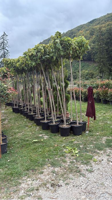 Mesteacan pendular ,catalpa  globulara ,  prunus pisardi