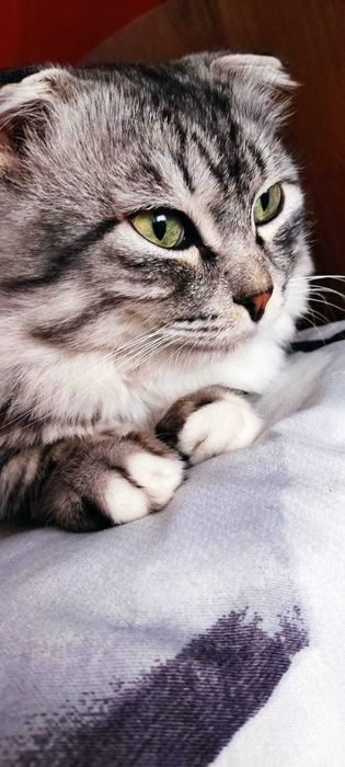 Отдам кота в добрые руки