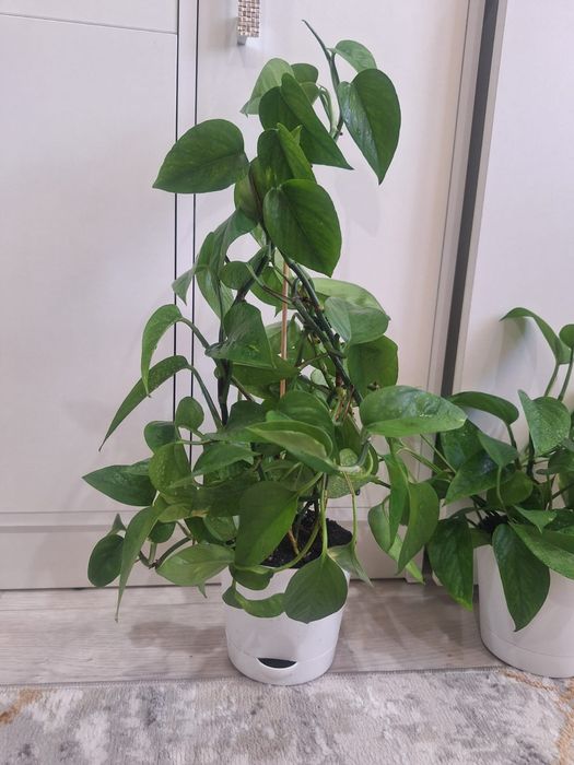 Стендапсус комнатное растение