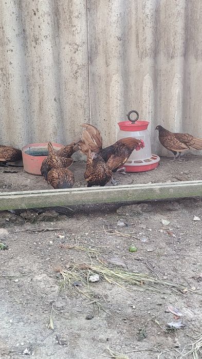Vând  5 femele sebrig auriu