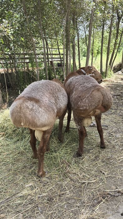 Куйлар сотилади Куйлар