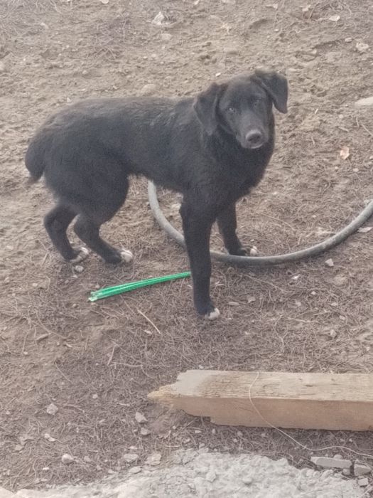 Отдам хороши руки щенка