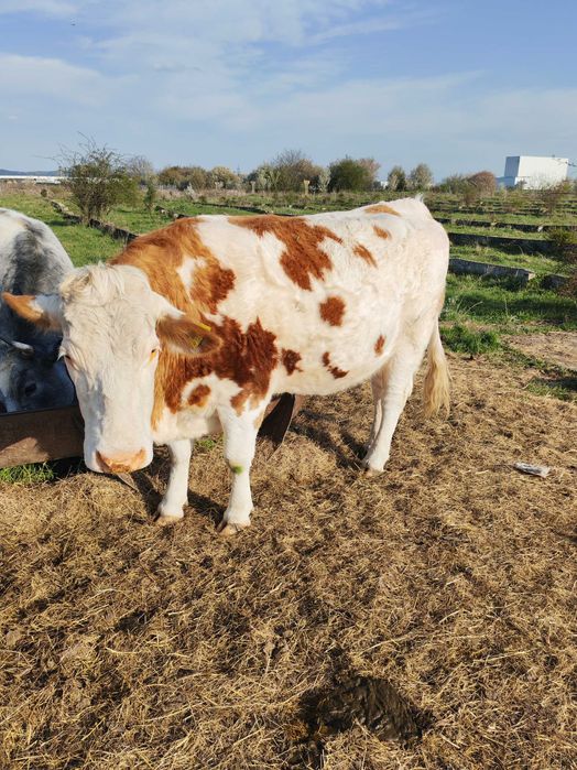 Disponibilă Junincă