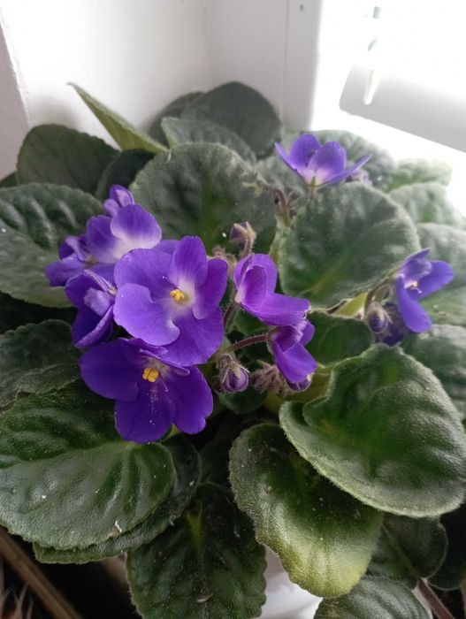 сентполия- кичеста теменужка