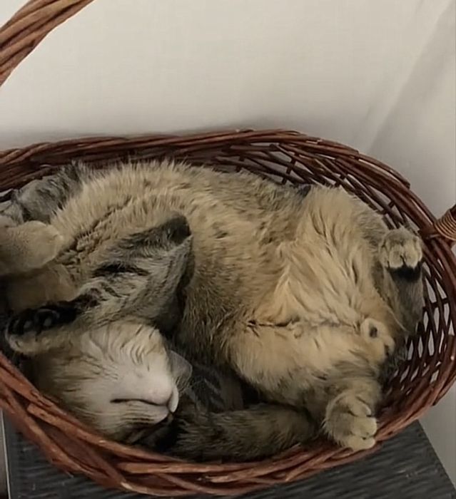 Отдам даром Кота 1 годик