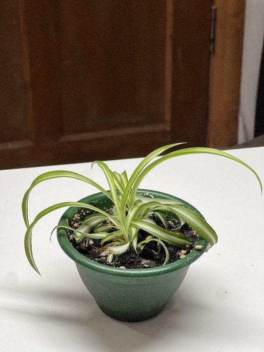 Цветы домашние ухоженные