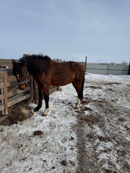 Продам лошадь айгыр 5 лет