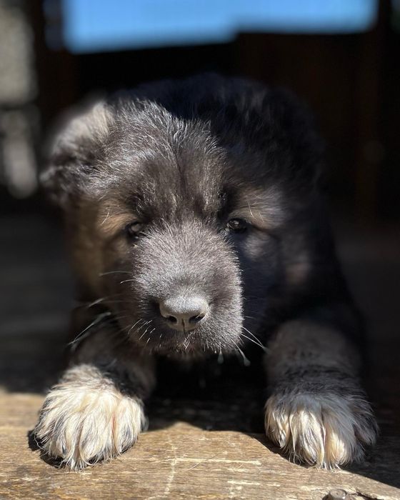 Щенки кавказской овчарки