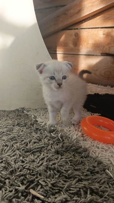 Котята вислоухие