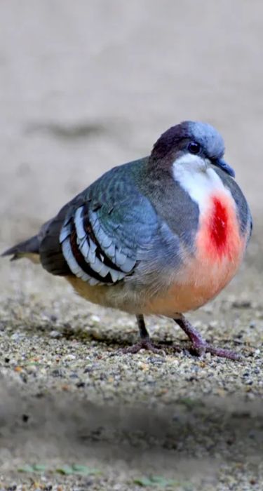 Porumbei ornament exotici