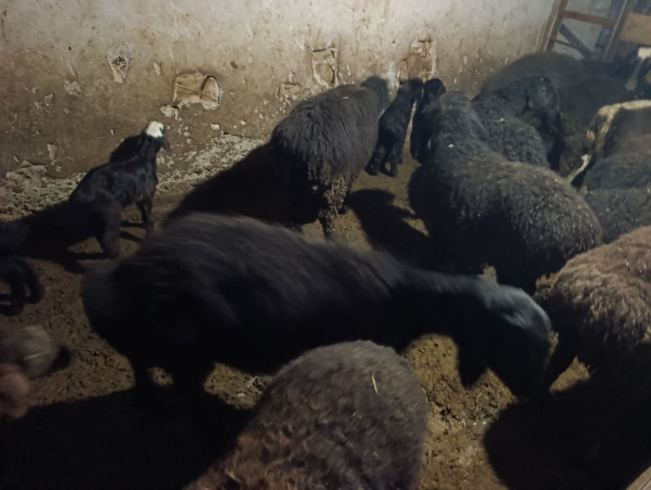 Solu quylar solu quzi qicqorlarà