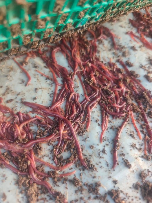 Биогомус сайрам 1