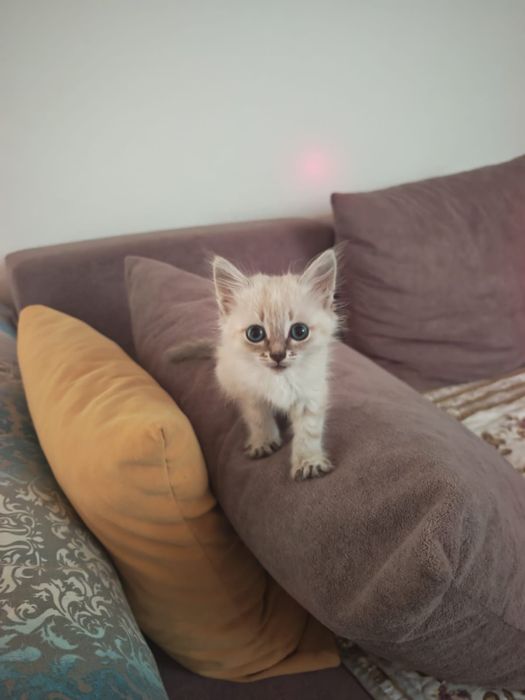 Милая котята ищет дом