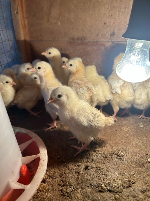 Продам цыплят породы Адлер