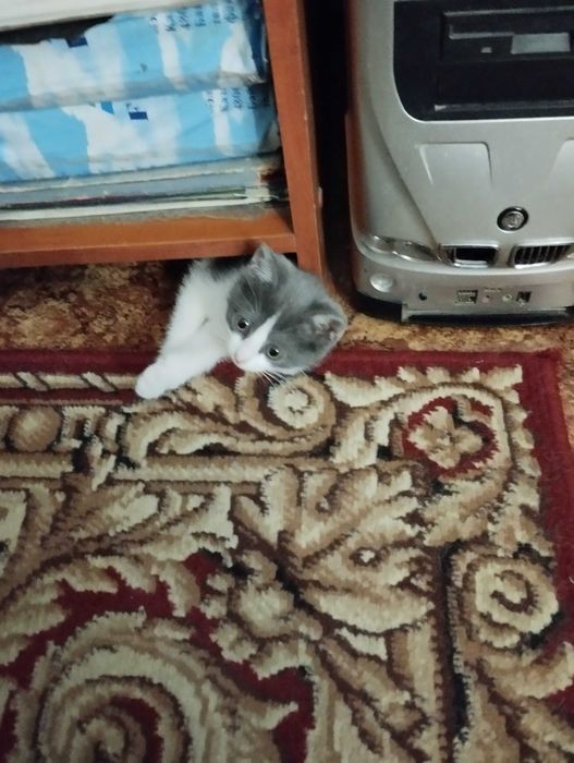 Девочка котёнок в добрые руки