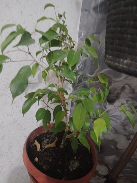 Продам цветы  с подставками